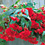 Cascading begonia Red Flower bulb Pack of 3