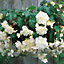 Cascading begonia White Flower bulb Pack of 3