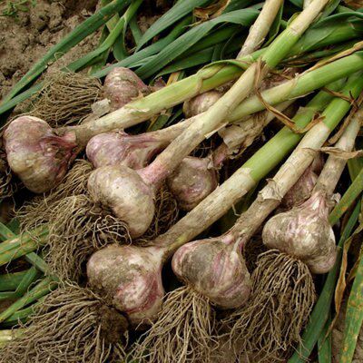Cassablanca Garlic