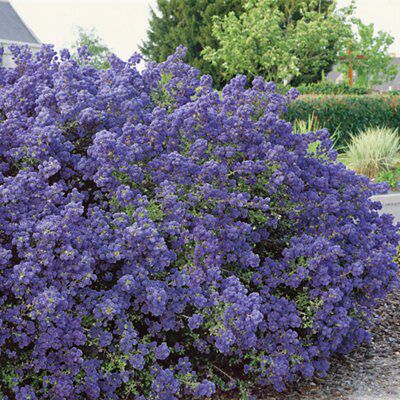 Ceanothus