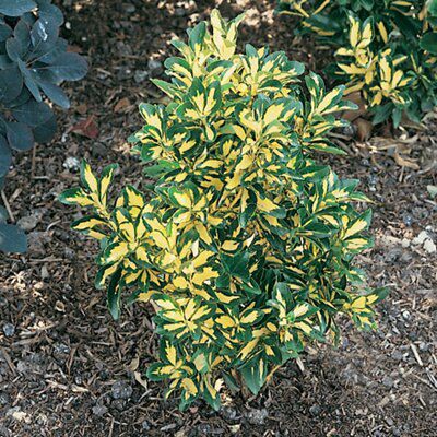 Celastraceae Shrub Plant