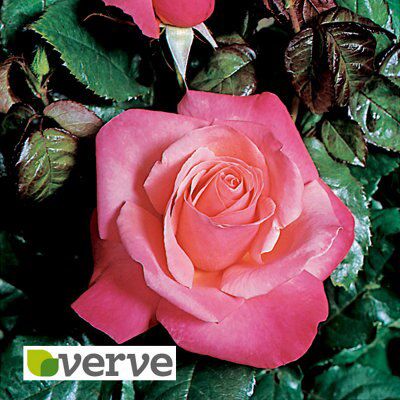 Silver Jubilee, Hybrid Tea