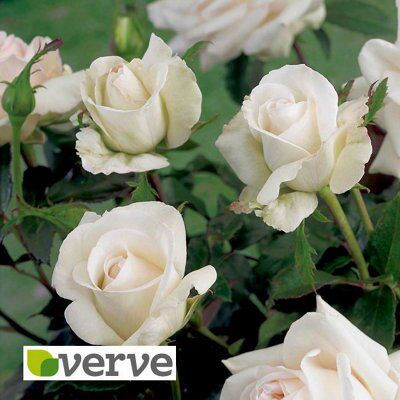 CELEBRITY ROSES- SILVER WEDDING