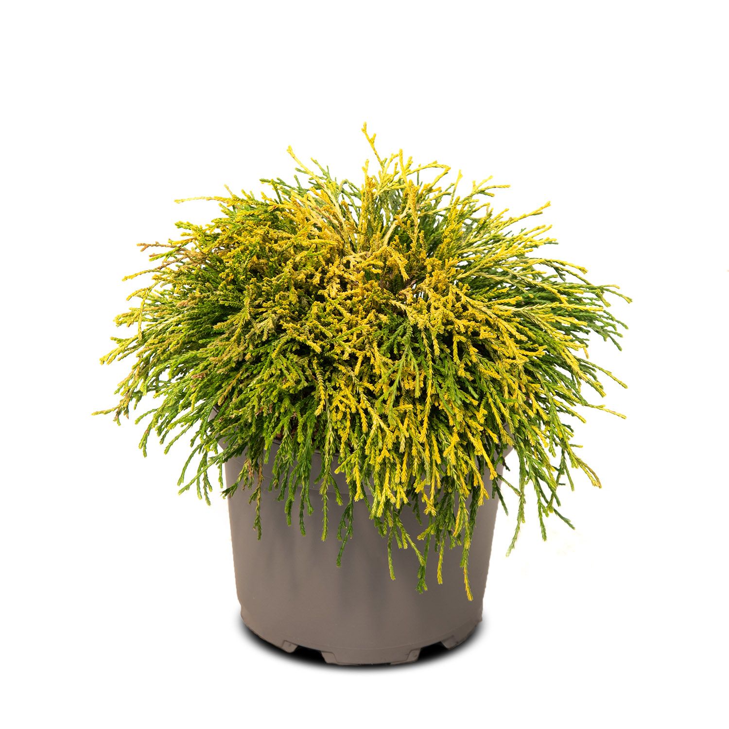 CHAMAECYPARIS SUNGOLD