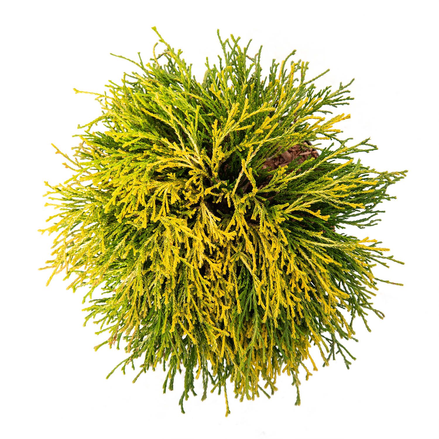 CHAMAECYPARIS SUNGOLD