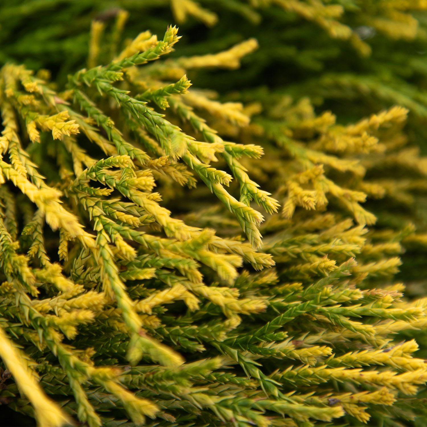 CHAMAECYPARIS SUNGOLD