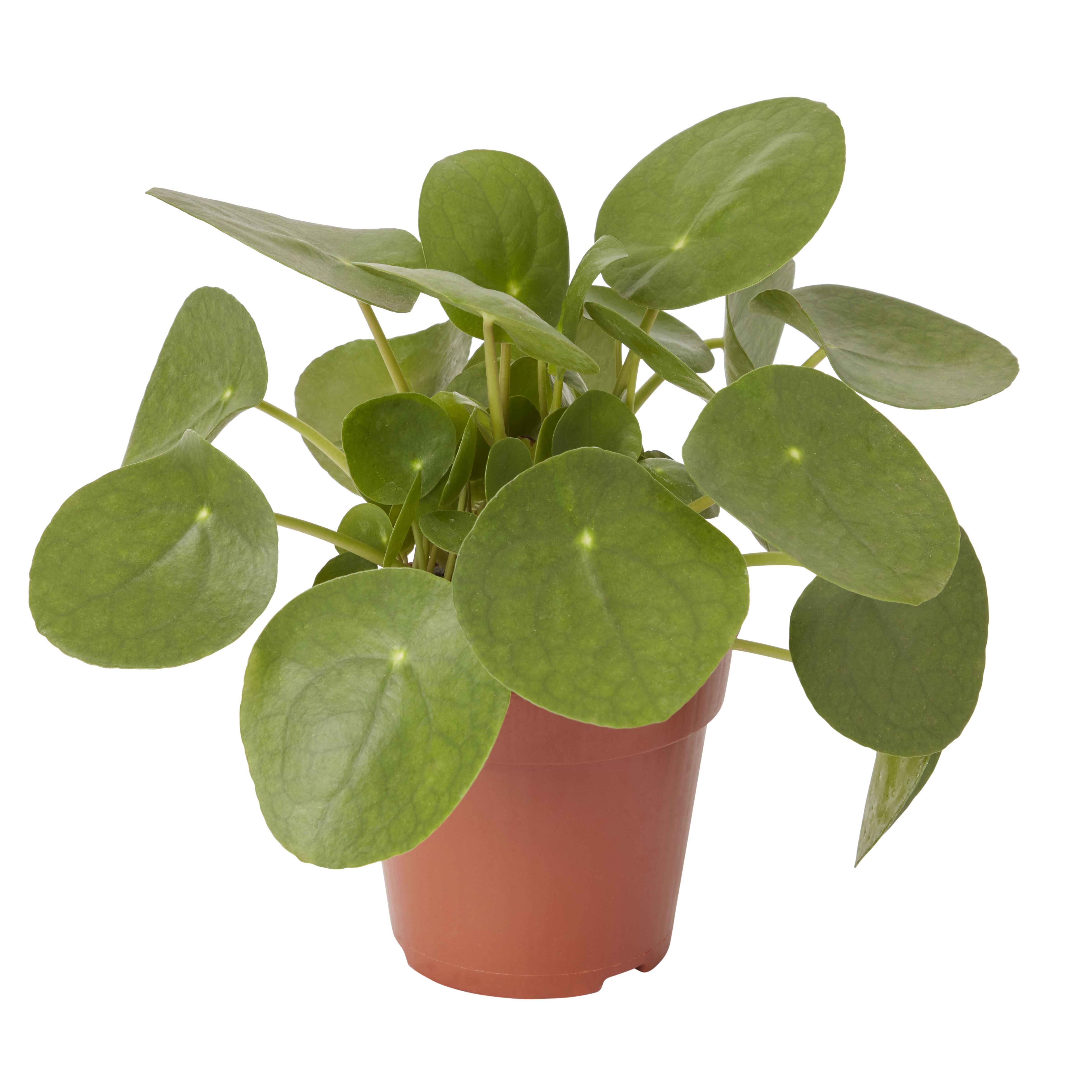 Two Big But Slightly Sad Pileas And Two Decent Pots For, 47% OFF