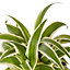 Chlorophytum in 12cm Terracotta Plastic Grow pot