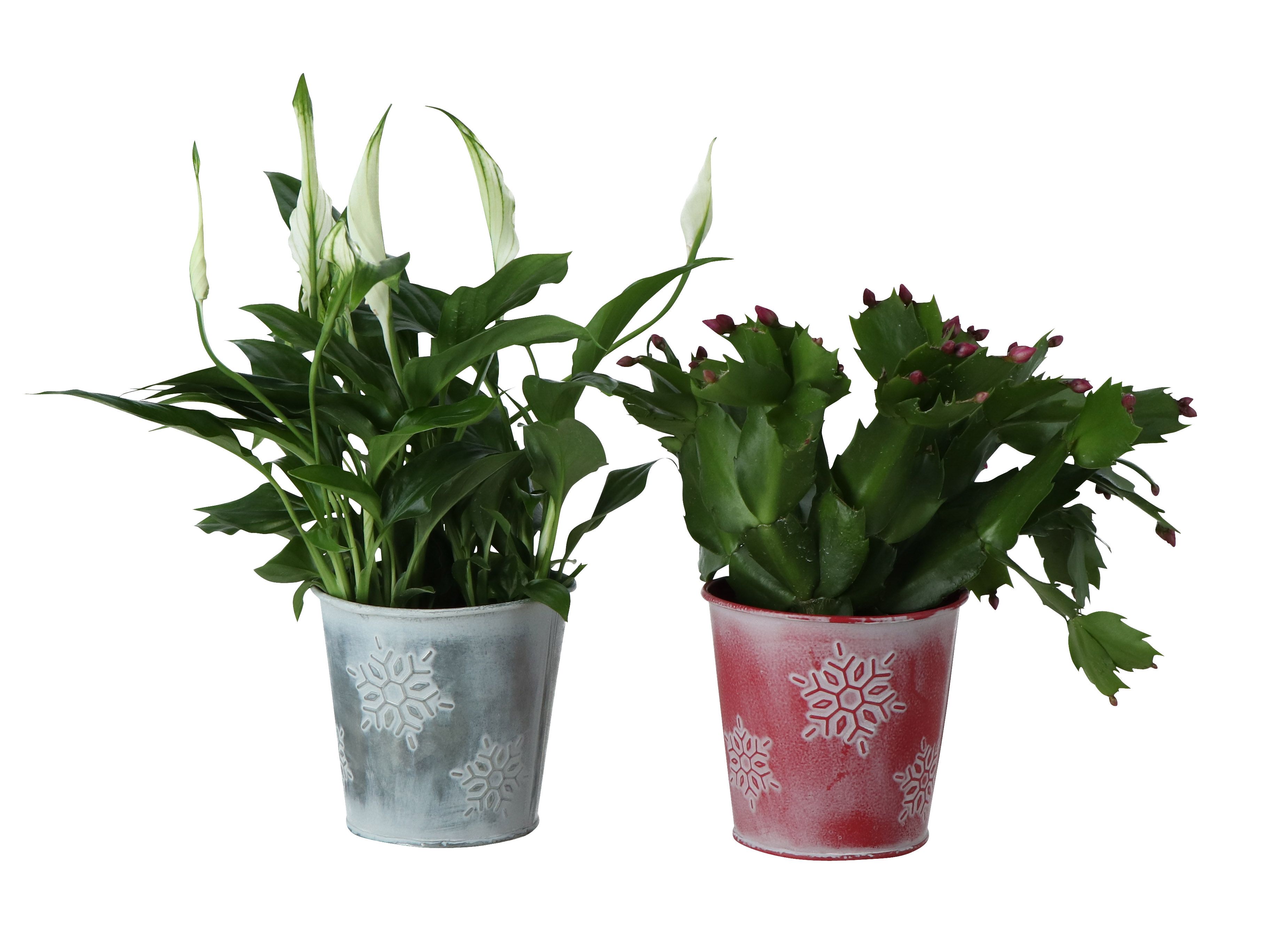 Christmas House Plants in 10cm Assorted Metal Decorative pot DIY at B&Q