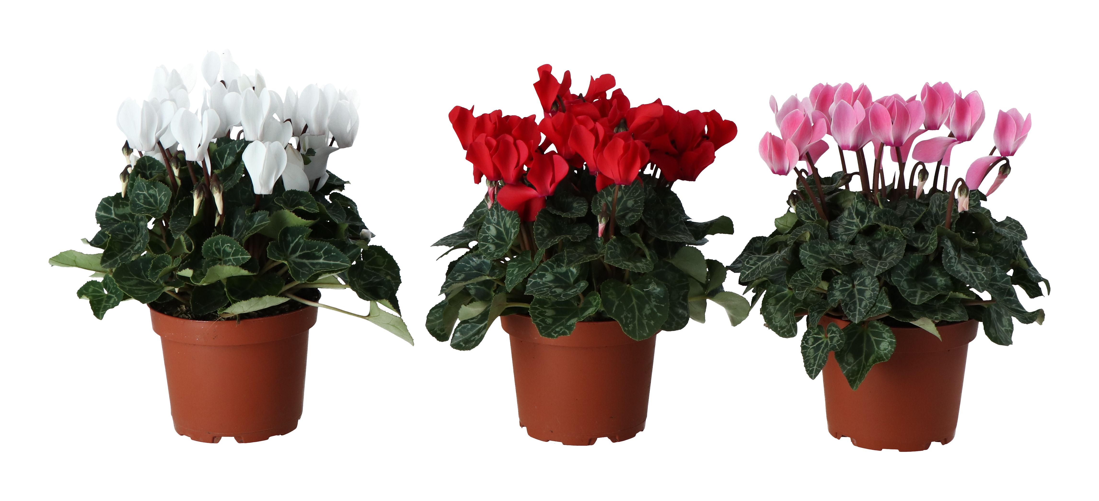 Kingfisher christmas lights