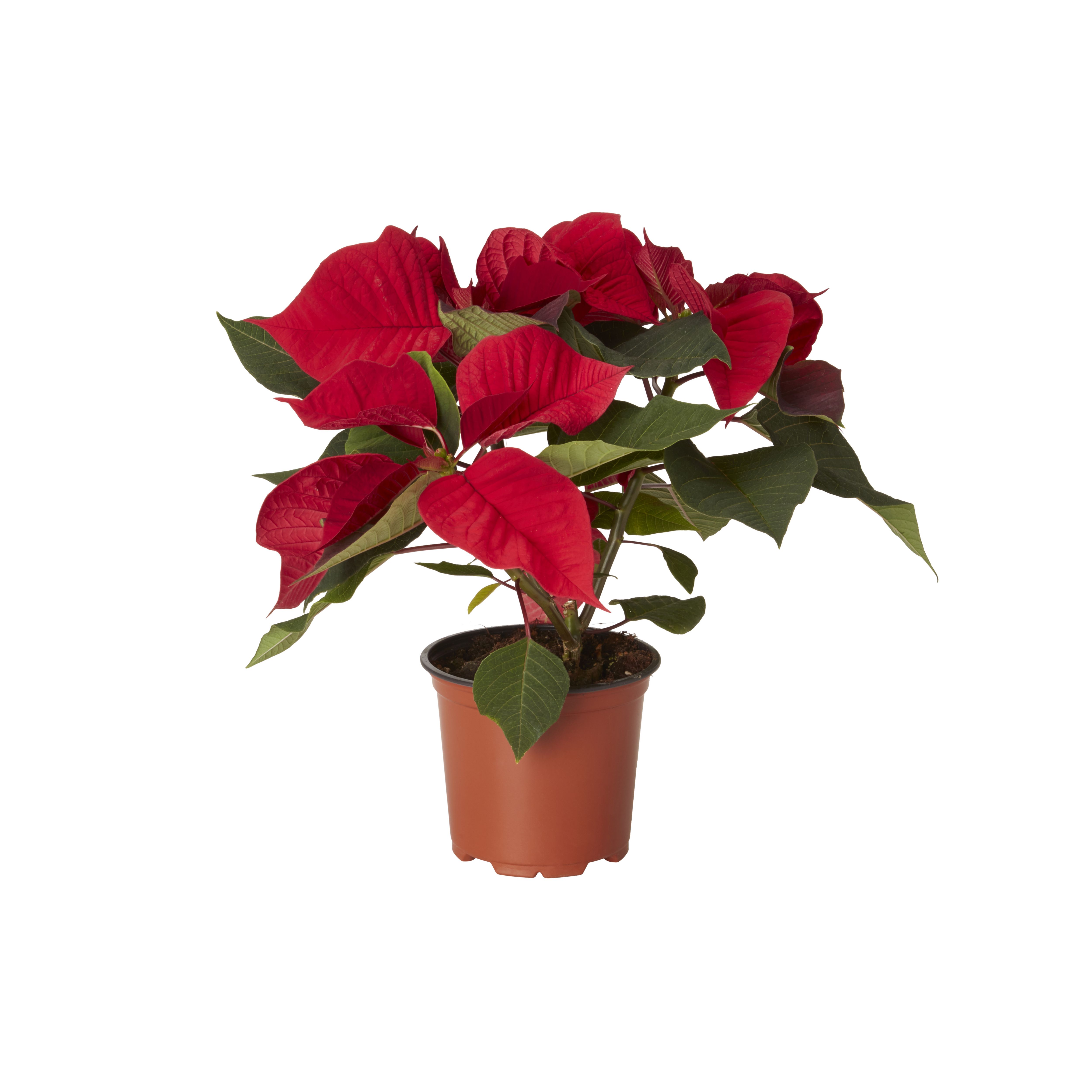 Kingfisher christmas lights