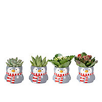 Christmas plants Grey Novelty penguin Ceramic Pot
