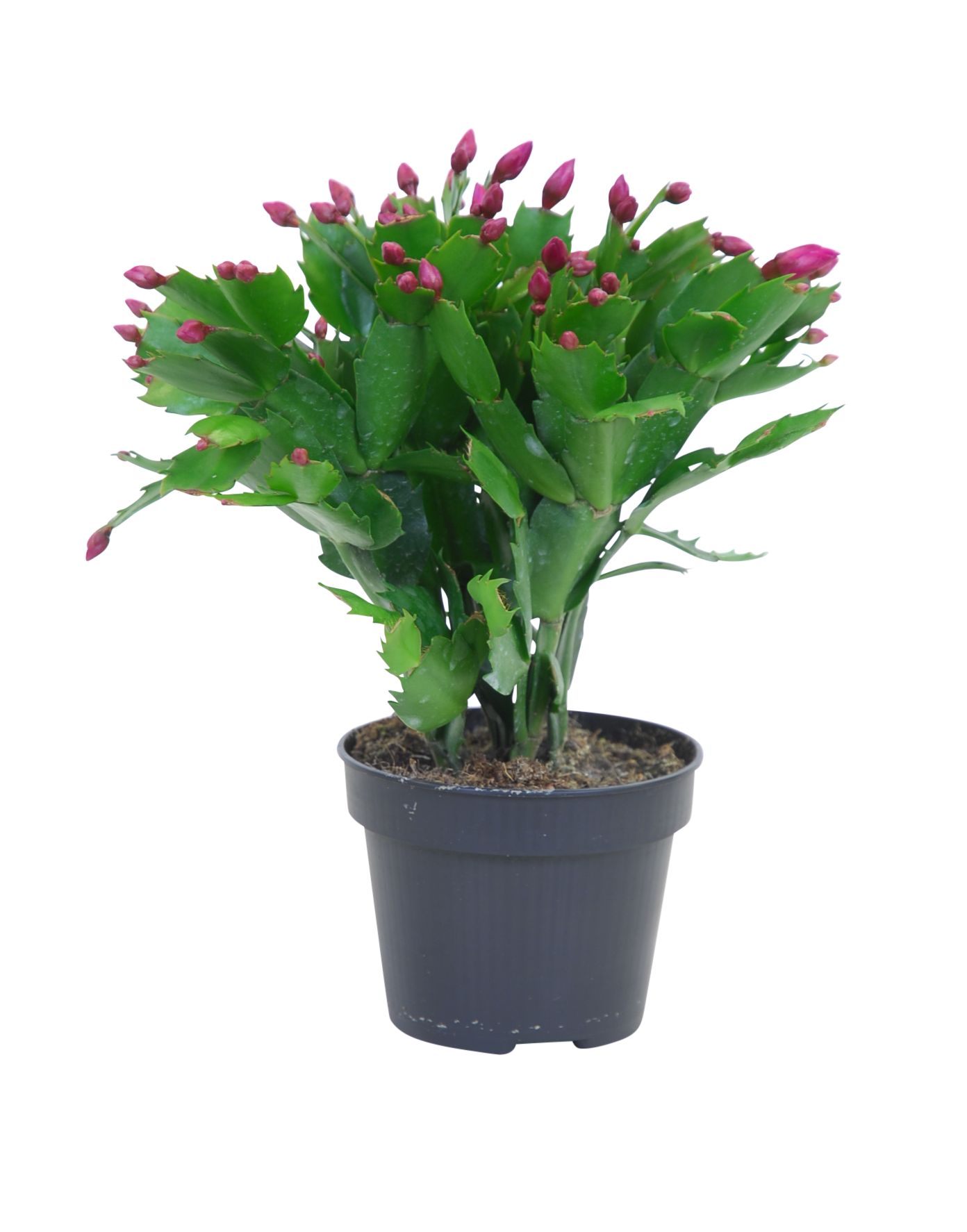 Cactus de Noël : Ø11cm, pot