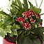 Christmas plants Red Ceramic Pot