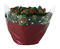 Christmas plants Red Plastic Bowl