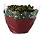 Christmas plants Red Plastic Bowl