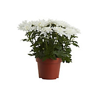 Chrysanthemum Pot