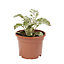 Cineraria Mixed Autumn Bedding plant 10.5cm, Pack of 6