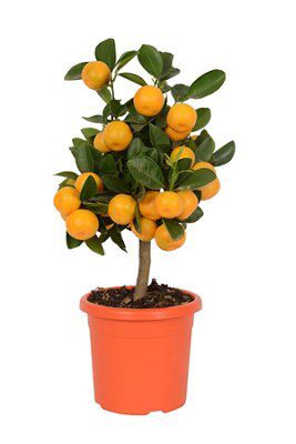 Citrus In 150 Diy At B Q