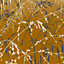 Clarissa Hulse Meadow Grass Yellow Ochre & Gold effect Smooth Wallpaper