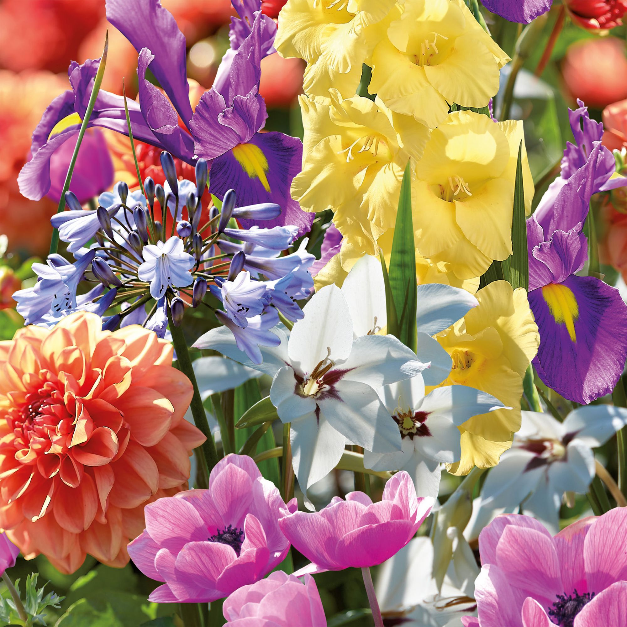 Classic summer shades Bulbs Collection 80 Flower bulbs