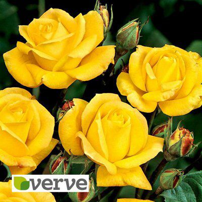 CLIMBING ROSE COLLECTION