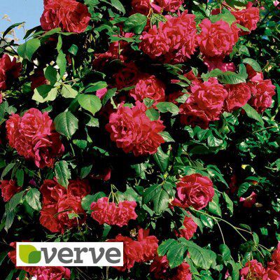 CLIMBING ROSE COLLECTION