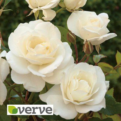 CLIMBING ROSE COLLECTION