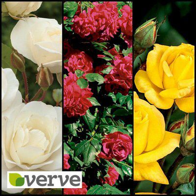 CLIMBING ROSE COLLECTION