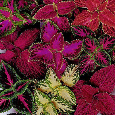 Coleus Seed
