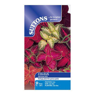Coleus Seed