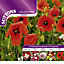 Collection Poppy Seed