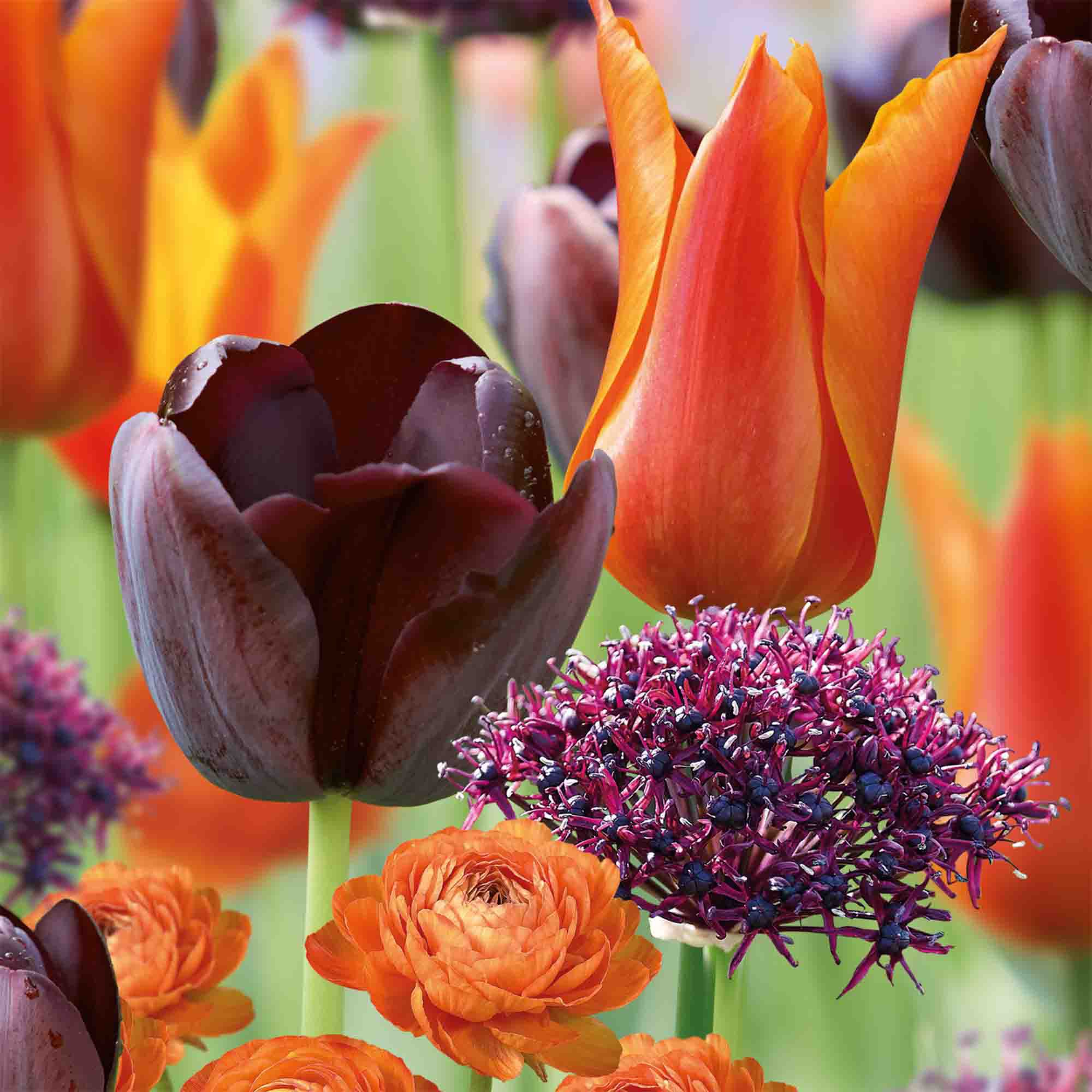 Colour Collection - Dark & Dramatic Mix 40 Flower bulbs