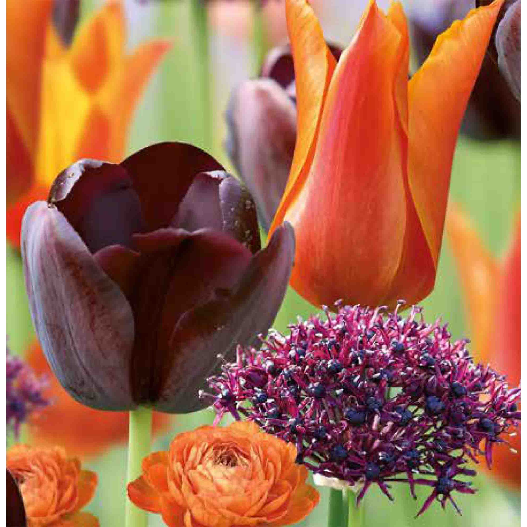 Colour Collection - Dark & Dramatic Mix 40 Flower bulbs - 3