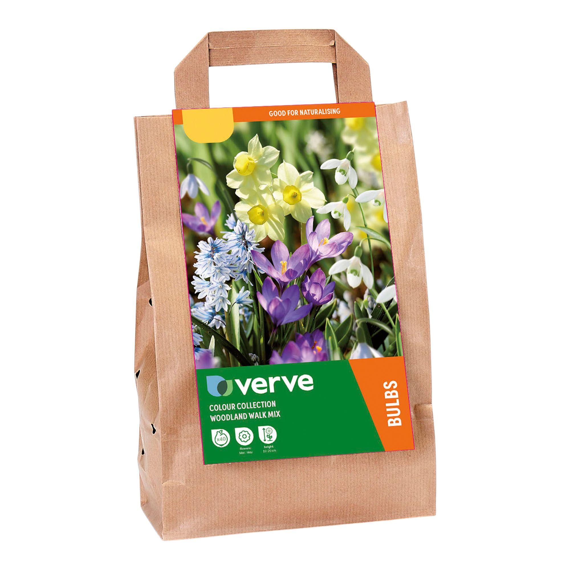 Colour Collection - Woodland Walk Mix 40 Flower bulbs - 3