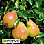 Comice Pear Core fruit tree