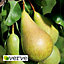 Conference Pear Core fruit tree