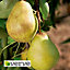 Conference/ Williams Pear Core fruit tree