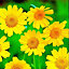Corn wildflower Marigold Seed