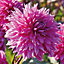 Cornwall Island Dahlia Pink Flower bulb Pack of 2