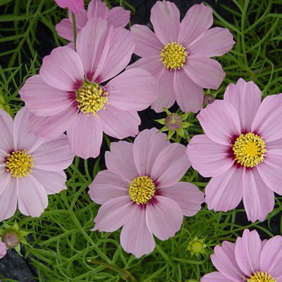 COSMOS MONO FLOWER