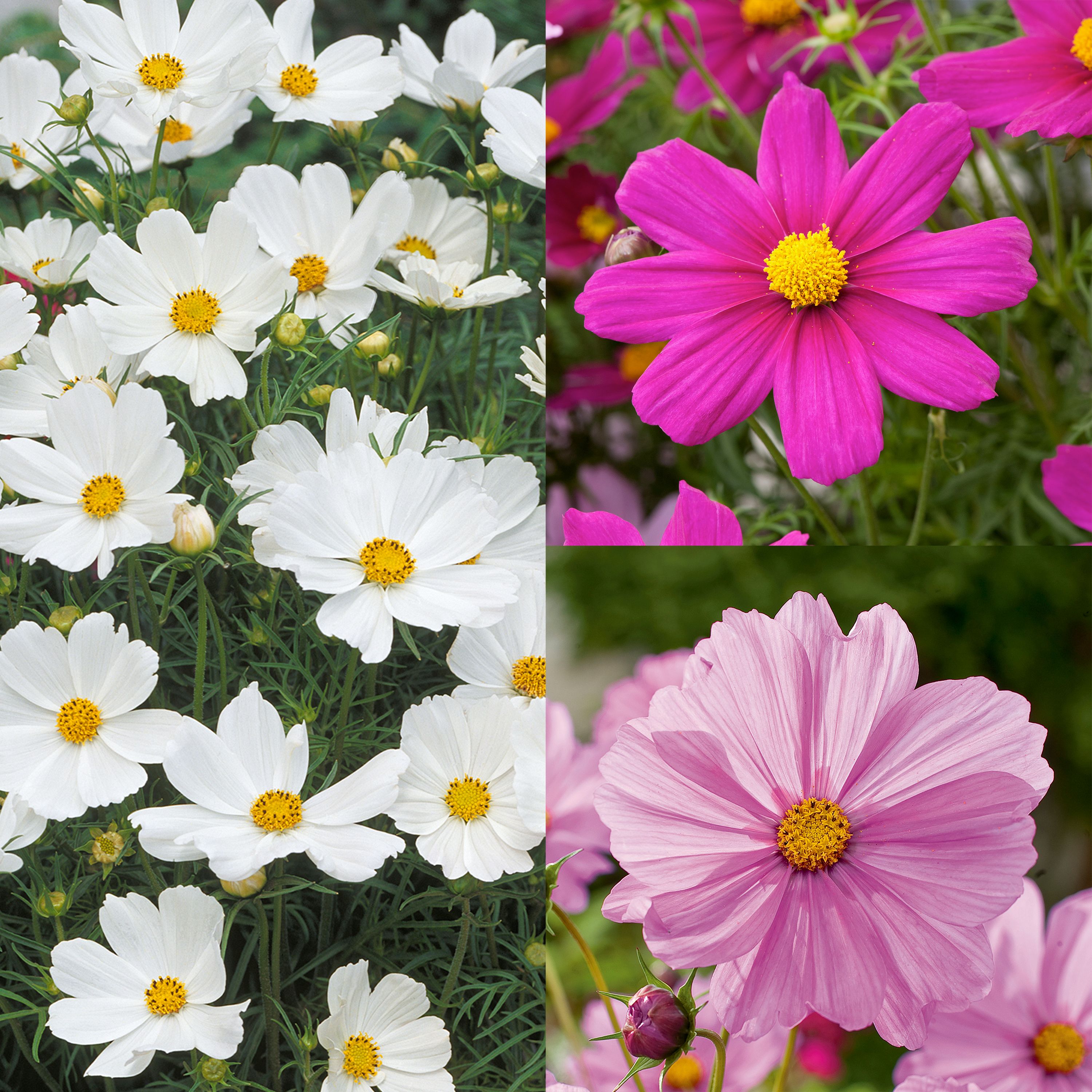 Cosmos Summer Bedding plant 17cm, Pack of 2