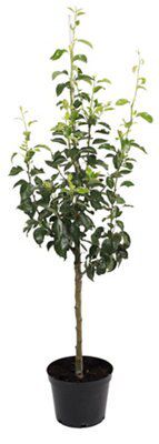 Cox Apple Core fruit tree