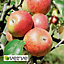 Cox Apple Core fruit tree