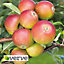 Cox Apple Core fruit tree