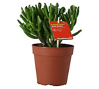 Crassula hobbit Succulent Terracotta Plastic Grow pot