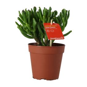 Crassula hobbit Succulent Terracotta Plastic Grow pot