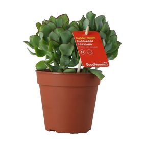 Crassula undilatifolia Succulent in 12cm Terracotta Plastic Grow pot
