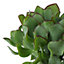 Crassula undilatifolia Succulent in 12cm Terracotta Plastic Grow pot