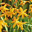 Crocosmia George Davidson Yellow Flower bulb Pack of 10